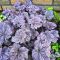 Гейхера Гранд Аметист (Grand Amethyst)