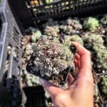 Очиток Лидийский Глаукум (стаканчик 7 см)