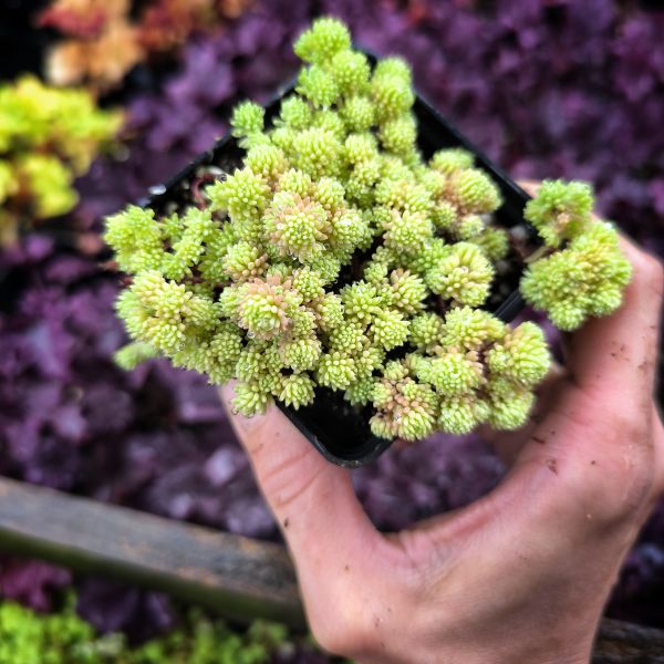 Очиток Испанский Ауреум (Sedum Ispanica Aureaum)