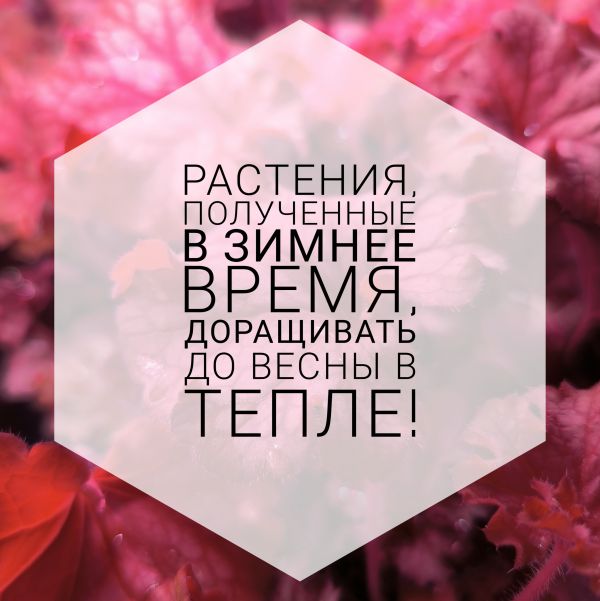 Гейхера Сноу Энжел (Snow Angel)